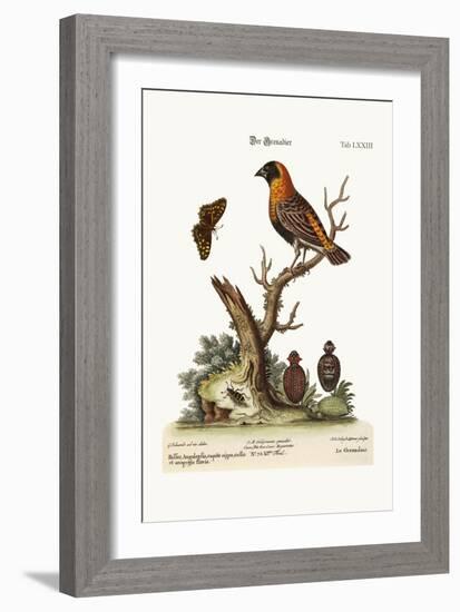 The Grenadier, 1749-73-George Edwards-Framed Giclee Print