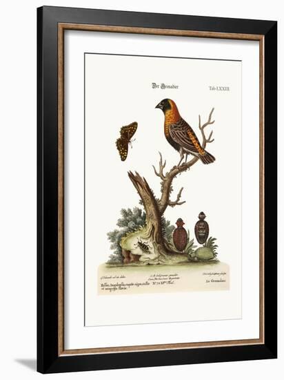 The Grenadier, 1749-73-George Edwards-Framed Giclee Print