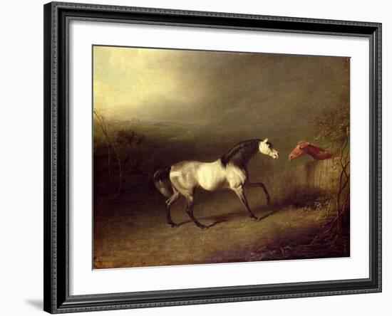 The Grey Arab-Sawrey Gilpin-Framed Giclee Print