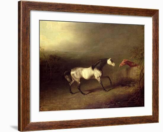 The Grey Arab-Sawrey Gilpin-Framed Giclee Print