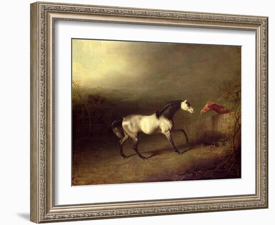 The Grey Arab-Sawrey Gilpin-Framed Giclee Print