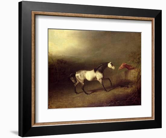 The Grey Arab-Sawrey Gilpin-Framed Giclee Print