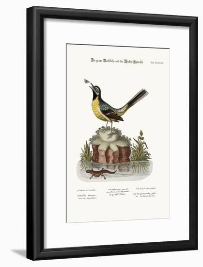 The Grey Water-Wagtail, and the Water Lizard, 1749-73-George Edwards-Framed Giclee Print