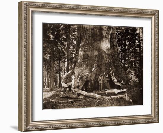 The "Grizzly Giant" - 33 feet diameter - with Galen Clark, Mariposa Grove, Yosemite, California, 18-Carleton Watkins-Framed Art Print