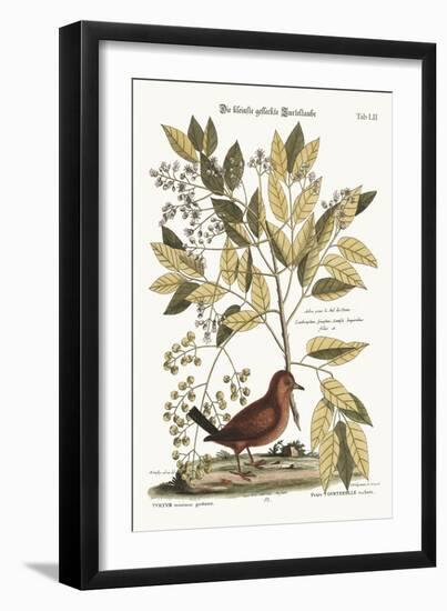 The Ground Dove, 1749-73-Mark Catesby-Framed Giclee Print