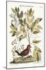 The Ground Dove, 1749-73-Mark Catesby-Mounted Giclee Print