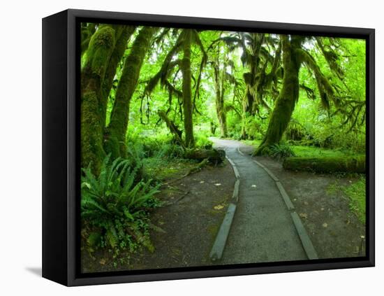 The Hall of Mosses Hoh Rainforest, Olympic National Park, Washington, USA-Terry Eggers-Framed Premier Image Canvas