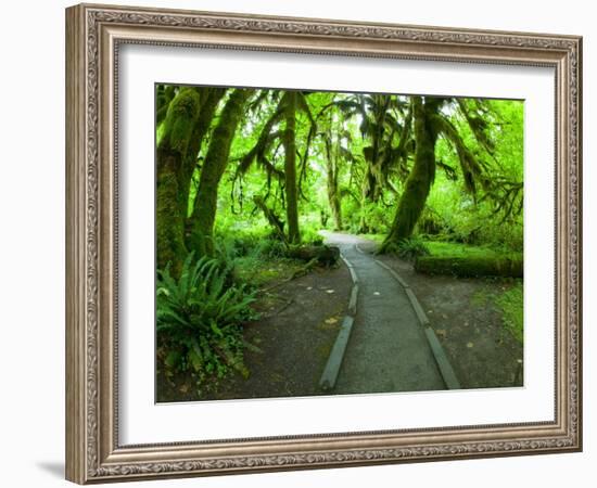 The Hall of Mosses Hoh Rainforest, Olympic National Park, Washington, USA-Terry Eggers-Framed Photographic Print