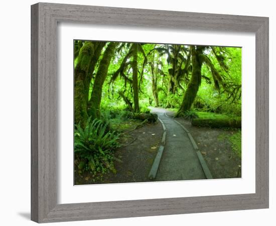 The Hall of Mosses Hoh Rainforest, Olympic National Park, Washington, USA-Terry Eggers-Framed Photographic Print