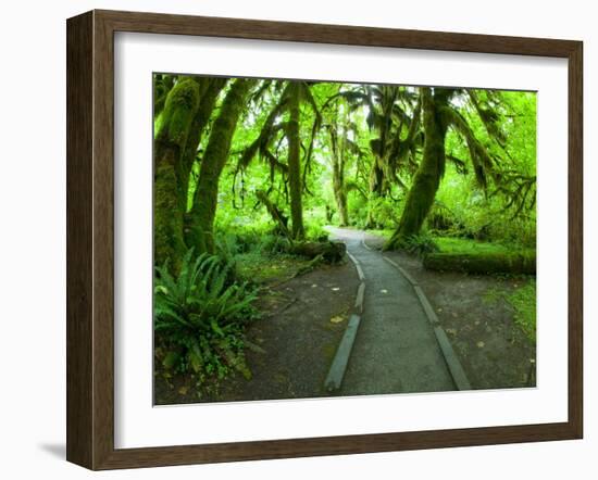 The Hall of Mosses Hoh Rainforest, Olympic National Park, Washington, USA-Terry Eggers-Framed Photographic Print