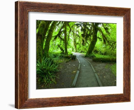 The Hall of Mosses Hoh Rainforest, Olympic National Park, Washington, USA-Terry Eggers-Framed Photographic Print