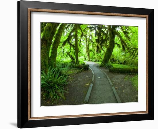 The Hall of Mosses Hoh Rainforest, Olympic National Park, Washington, USA-Terry Eggers-Framed Photographic Print