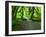 The Hall of Mosses Hoh Rainforest, Olympic National Park, Washington, USA-Terry Eggers-Framed Photographic Print