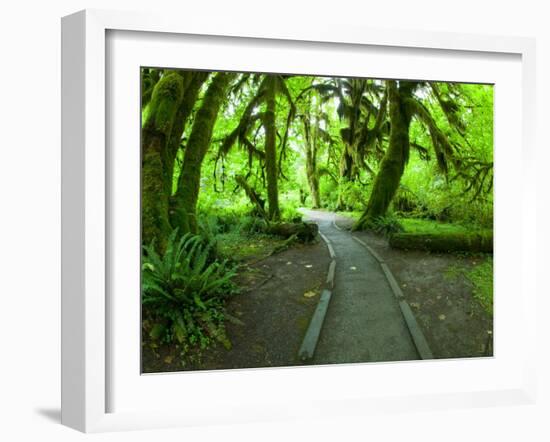 The Hall of Mosses Hoh Rainforest, Olympic National Park, Washington, USA-Terry Eggers-Framed Photographic Print