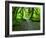 The Hall of Mosses Hoh Rainforest, Olympic National Park, Washington, USA-Terry Eggers-Framed Photographic Print