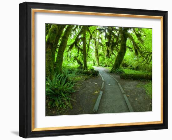 The Hall of Mosses Hoh Rainforest, Olympic National Park, Washington, USA-Terry Eggers-Framed Photographic Print