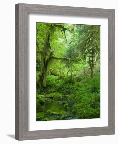 The Hall of Mosses Hoh Rainforest, Olympic National Park, Washington, USA-Terry Eggers-Framed Photographic Print