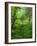 The Hall of Mosses Hoh Rainforest, Olympic National Park, Washington, USA-Terry Eggers-Framed Photographic Print