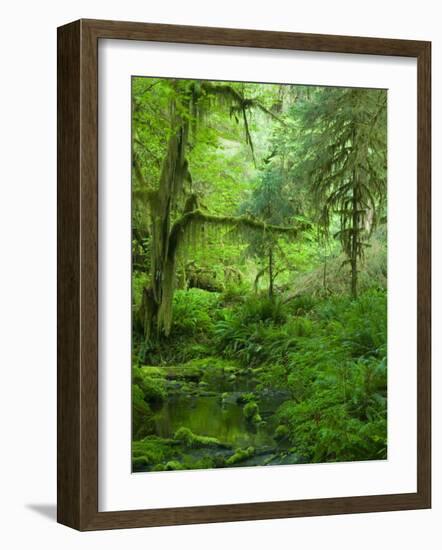 The Hall of Mosses Hoh Rainforest, Olympic National Park, Washington, USA-Terry Eggers-Framed Photographic Print