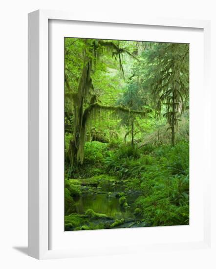 The Hall of Mosses Hoh Rainforest, Olympic National Park, Washington, USA-Terry Eggers-Framed Photographic Print