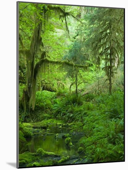 The Hall of Mosses Hoh Rainforest, Olympic National Park, Washington, USA-Terry Eggers-Mounted Photographic Print