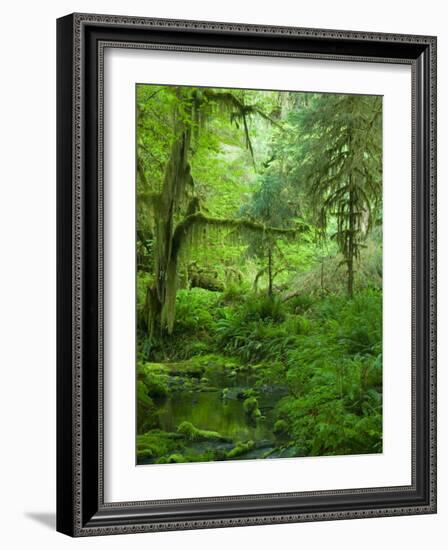 The Hall of Mosses Hoh Rainforest, Olympic National Park, Washington, USA-Terry Eggers-Framed Photographic Print