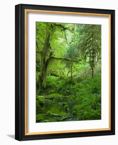 The Hall of Mosses Hoh Rainforest, Olympic National Park, Washington, USA-Terry Eggers-Framed Photographic Print