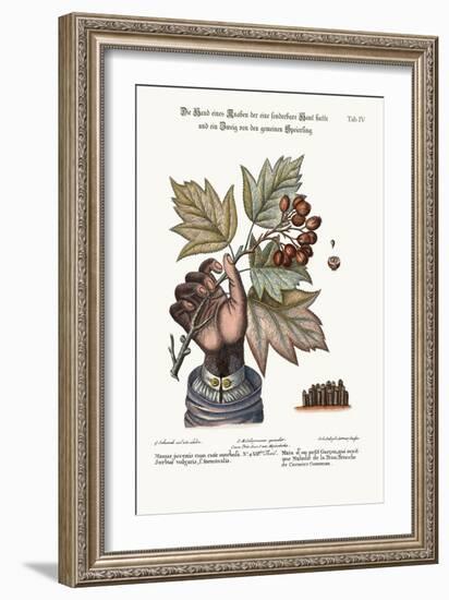 The Hand of a Boy with a Distempered Skin, and a Branch of the Common Service-Tree, 1749-73-George Edwards-Framed Giclee Print