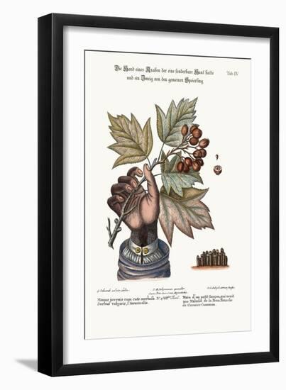 The Hand of a Boy with a Distempered Skin, and a Branch of the Common Service-Tree, 1749-73-George Edwards-Framed Giclee Print