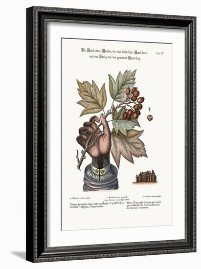 The Hand of a Boy with a Distempered Skin, and a Branch of the Common Service-Tree, 1749-73-George Edwards-Framed Giclee Print