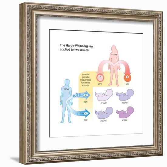 The Hardy-Weinberg Law Applied to Two Alleles. Evolution-Encyclopaedia Britannica-Framed Art Print