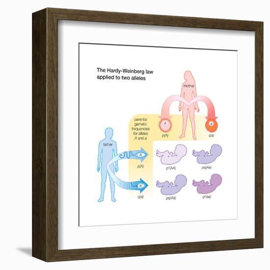 The Hardy-Weinberg Law Applied to Two Alleles. Evolution-Encyclopaedia Britannica-Framed Art Print