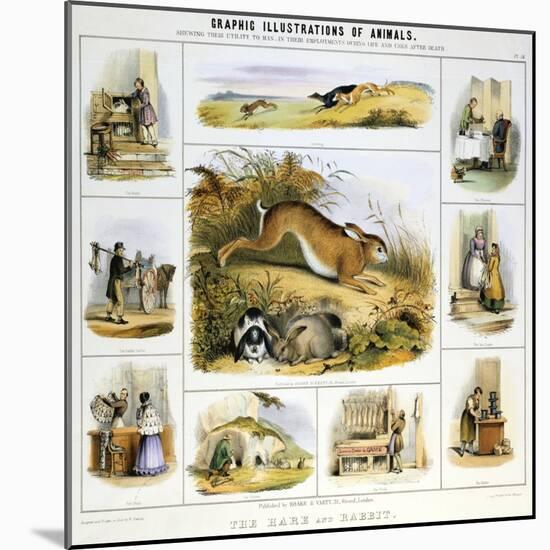 The Hare and the Rabbit, C1850-Benjamin Waterhouse Hawkins-Mounted Giclee Print