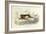 The Hare, Domestic Animals, from De Buffon-Georges-Louis Leclerc-Framed Art Print