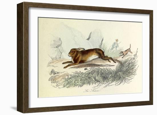 The Hare, Domestic Animals, from De Buffon-Georges-Louis Leclerc-Framed Art Print