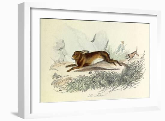 The Hare, Domestic Animals, from De Buffon-Georges-Louis Leclerc-Framed Art Print