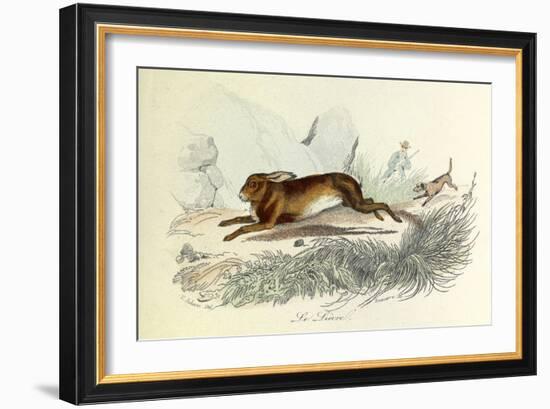 The Hare, Domestic Animals, from De Buffon-Georges-Louis Leclerc-Framed Art Print