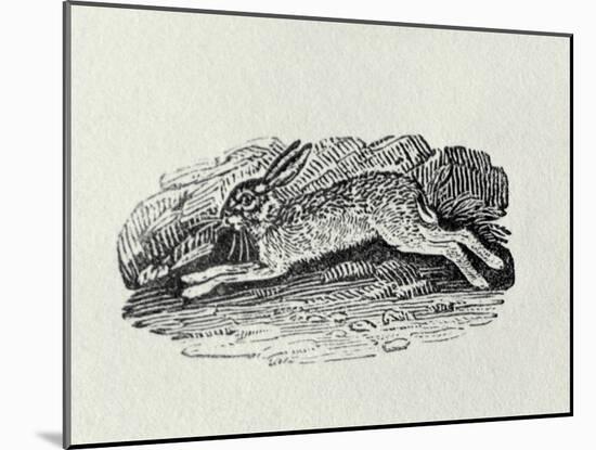 The Hare from 'History of British Birds and Quadrupeds' (Engraving)-Thomas Bewick-Mounted Giclee Print