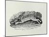 The Hare from 'History of British Birds and Quadrupeds' (Engraving)-Thomas Bewick-Mounted Giclee Print