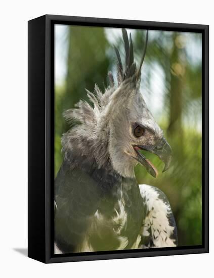 The Harpy Eagle (Harpia Harpyja), Misiones, Argentina-Andres Morya Hinojosa-Framed Premier Image Canvas