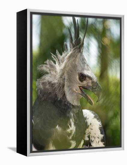 The Harpy Eagle (Harpia Harpyja), Misiones, Argentina-Andres Morya Hinojosa-Framed Premier Image Canvas