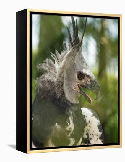 The Harpy Eagle (Harpia Harpyja), Misiones, Argentina-Andres Morya Hinojosa-Framed Premier Image Canvas