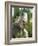 The Harpy Eagle (Harpia Harpyja), Misiones, Argentina-Andres Morya Hinojosa-Framed Photographic Print