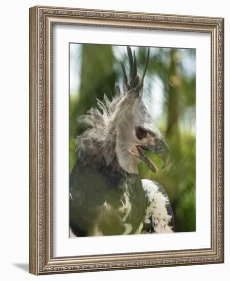 The Harpy Eagle (Harpia Harpyja), Misiones, Argentina-Andres Morya Hinojosa-Framed Photographic Print