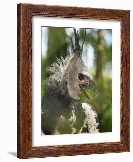 The Harpy Eagle (Harpia Harpyja), Misiones, Argentina-Andres Morya Hinojosa-Framed Photographic Print