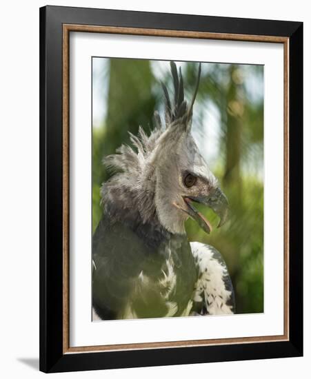 The Harpy Eagle (Harpia Harpyja), Misiones, Argentina-Andres Morya Hinojosa-Framed Photographic Print