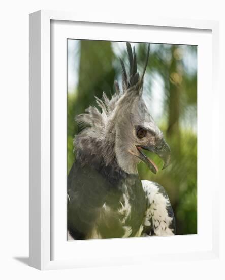 The Harpy Eagle (Harpia Harpyja), Misiones, Argentina-Andres Morya Hinojosa-Framed Photographic Print