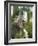 The Harpy Eagle (Harpia Harpyja), Misiones, Argentina-Andres Morya Hinojosa-Framed Photographic Print