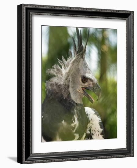 The Harpy Eagle (Harpia Harpyja), Misiones, Argentina-Andres Morya Hinojosa-Framed Photographic Print