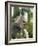 The Harpy Eagle (Harpia Harpyja), Misiones, Argentina-Andres Morya Hinojosa-Framed Photographic Print